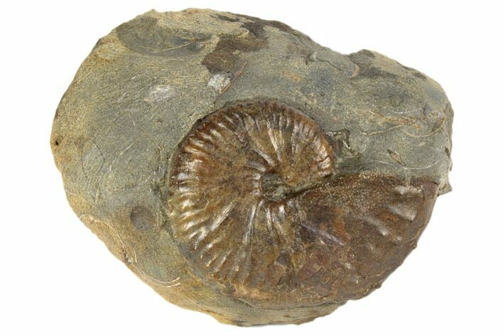 Cretaceous Fossil Ammonite (Jeletzkytes) - South Dakota #189336